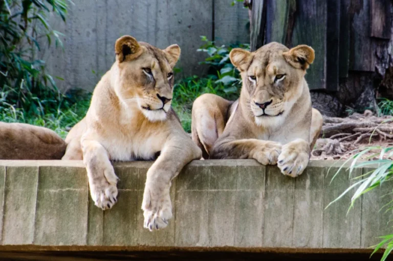 Dierenliefhebbers opgelet: de leukste dierentuinen en safariparken